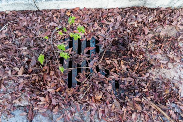 Cost of Yard Drain Unclogging in Westminster
